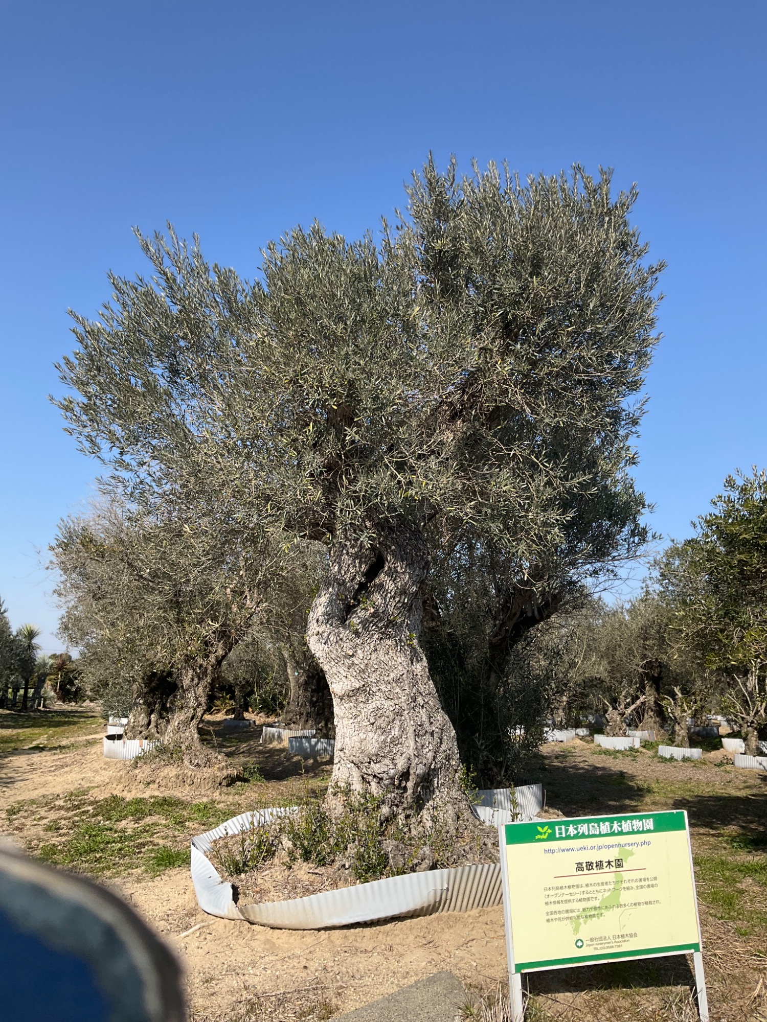 1000年古木オリーブXLサイズ