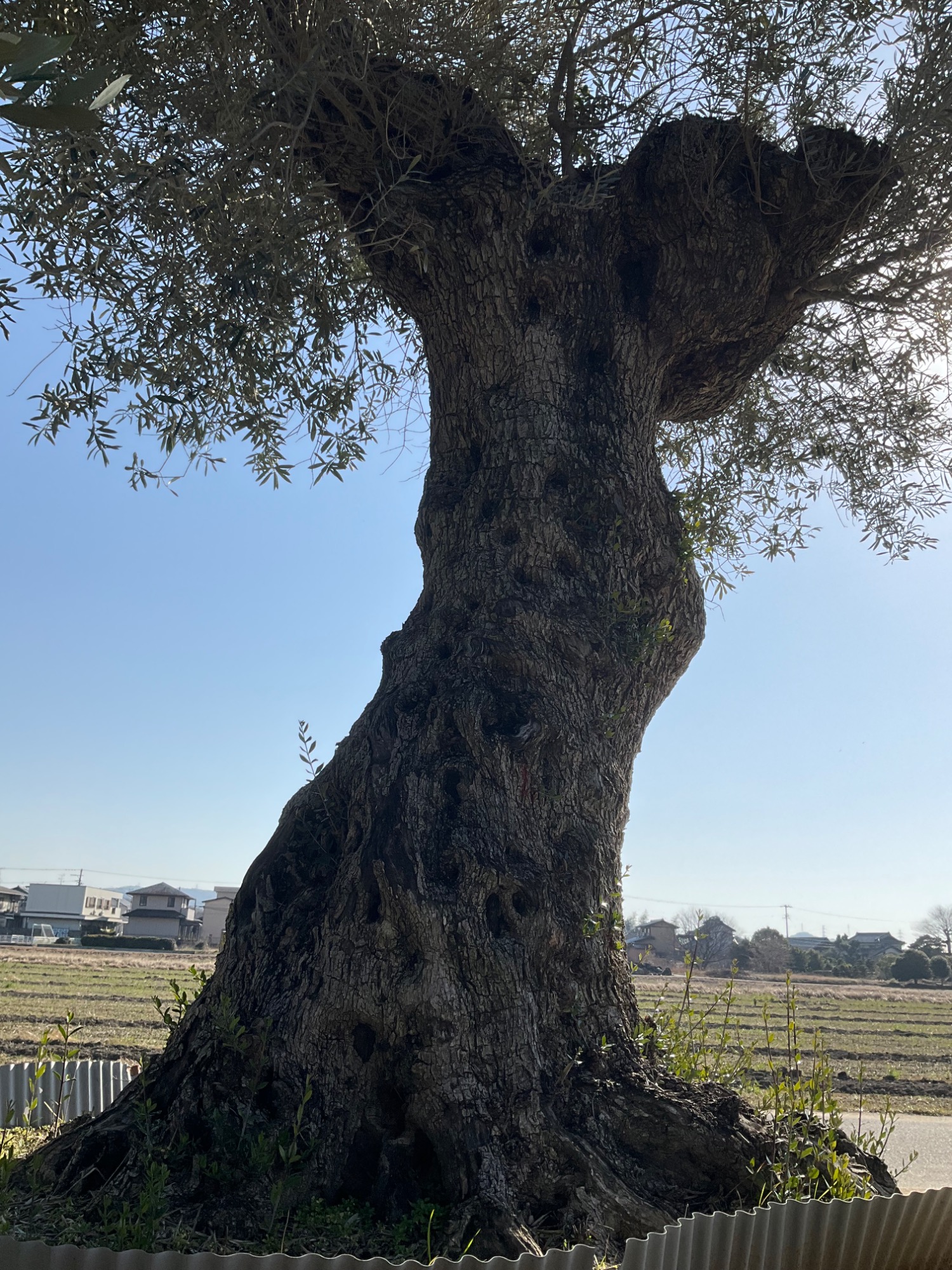 1000年古木オリーブXLサイズ