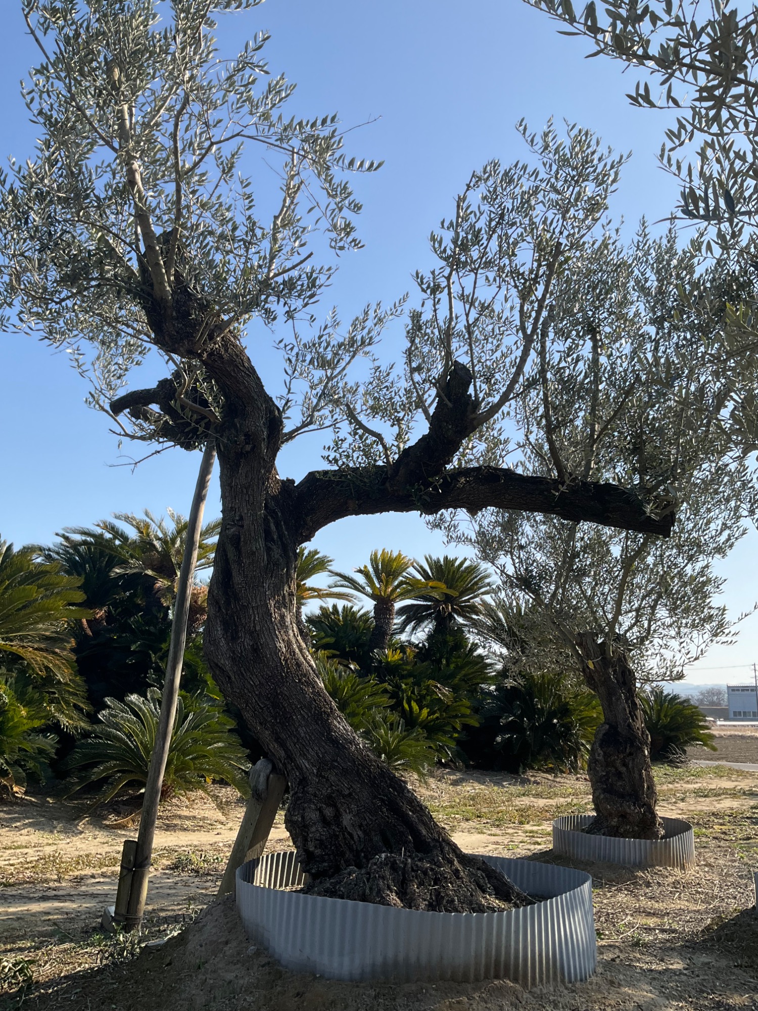 古木オリーブXLサイズ