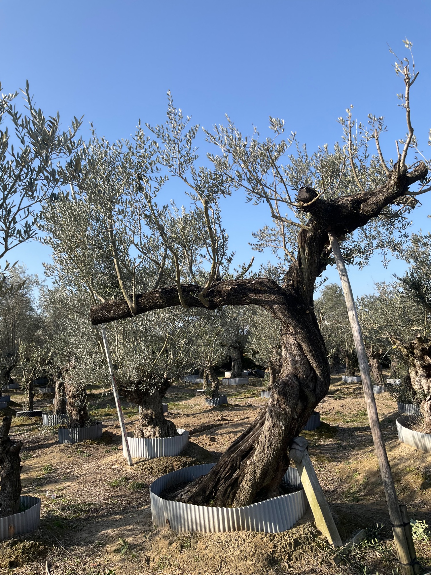 古木オリーブXLサイズ