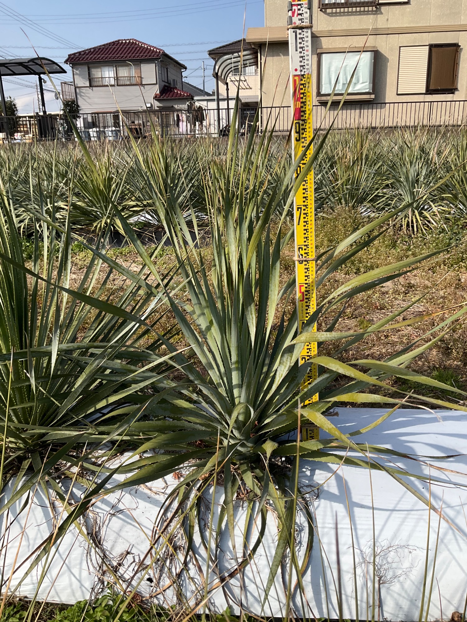 ダシュリリオングラウカフィラス