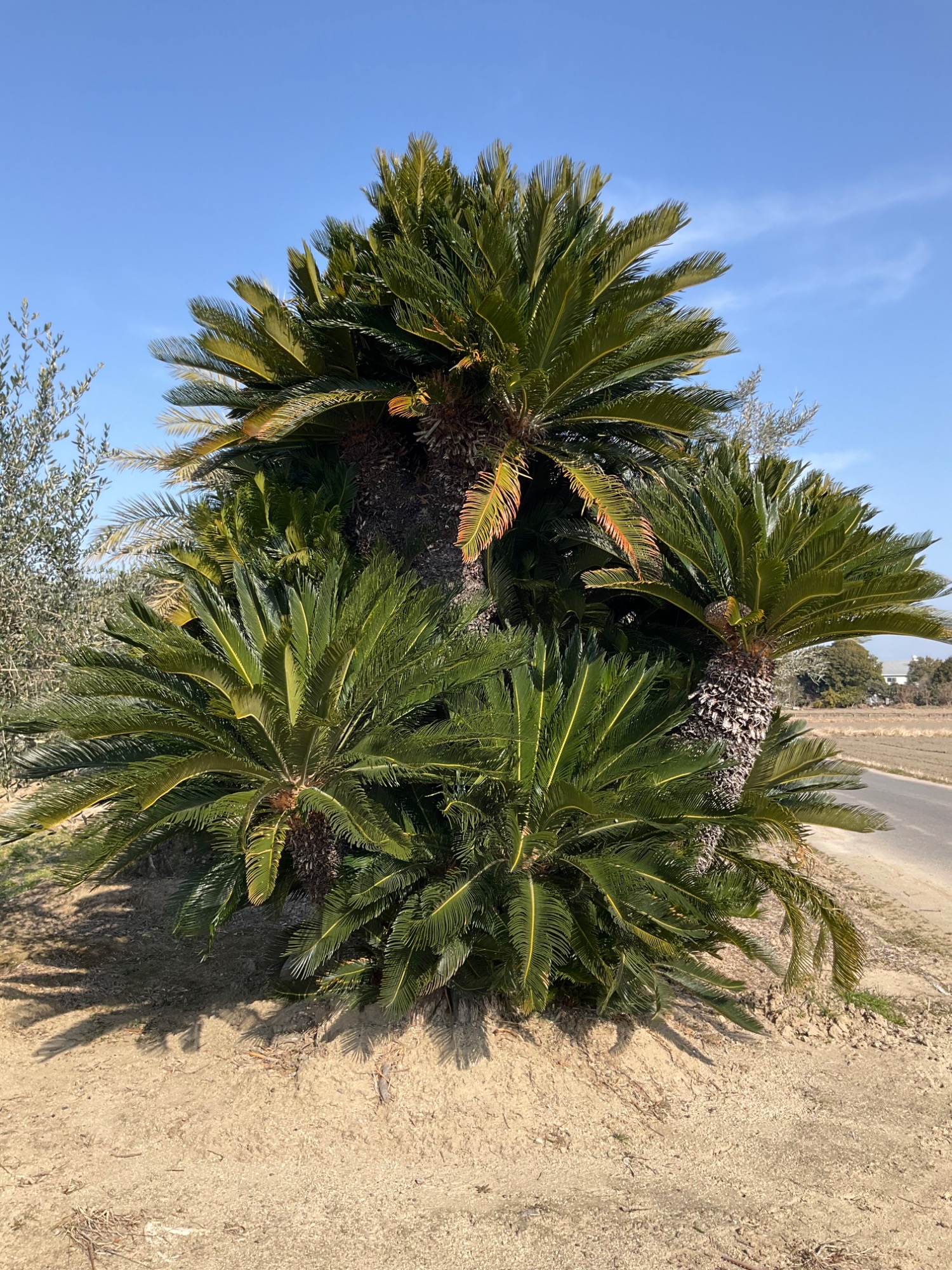 ソテツ蘇鉄特大