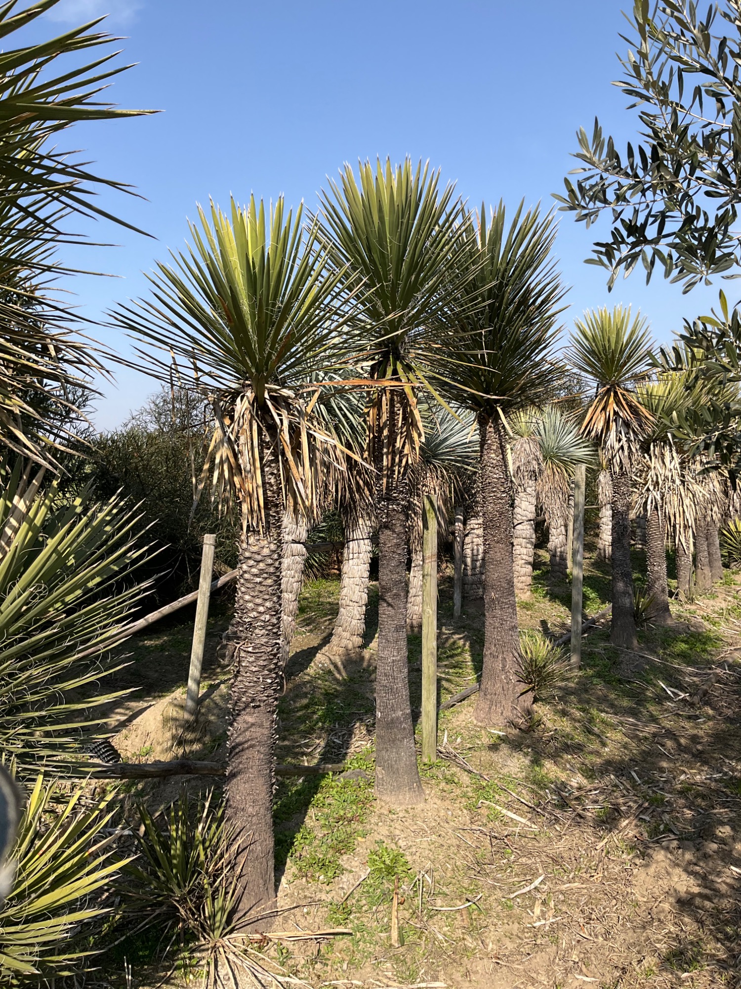 髙敬植木園[公式] | 販売商品