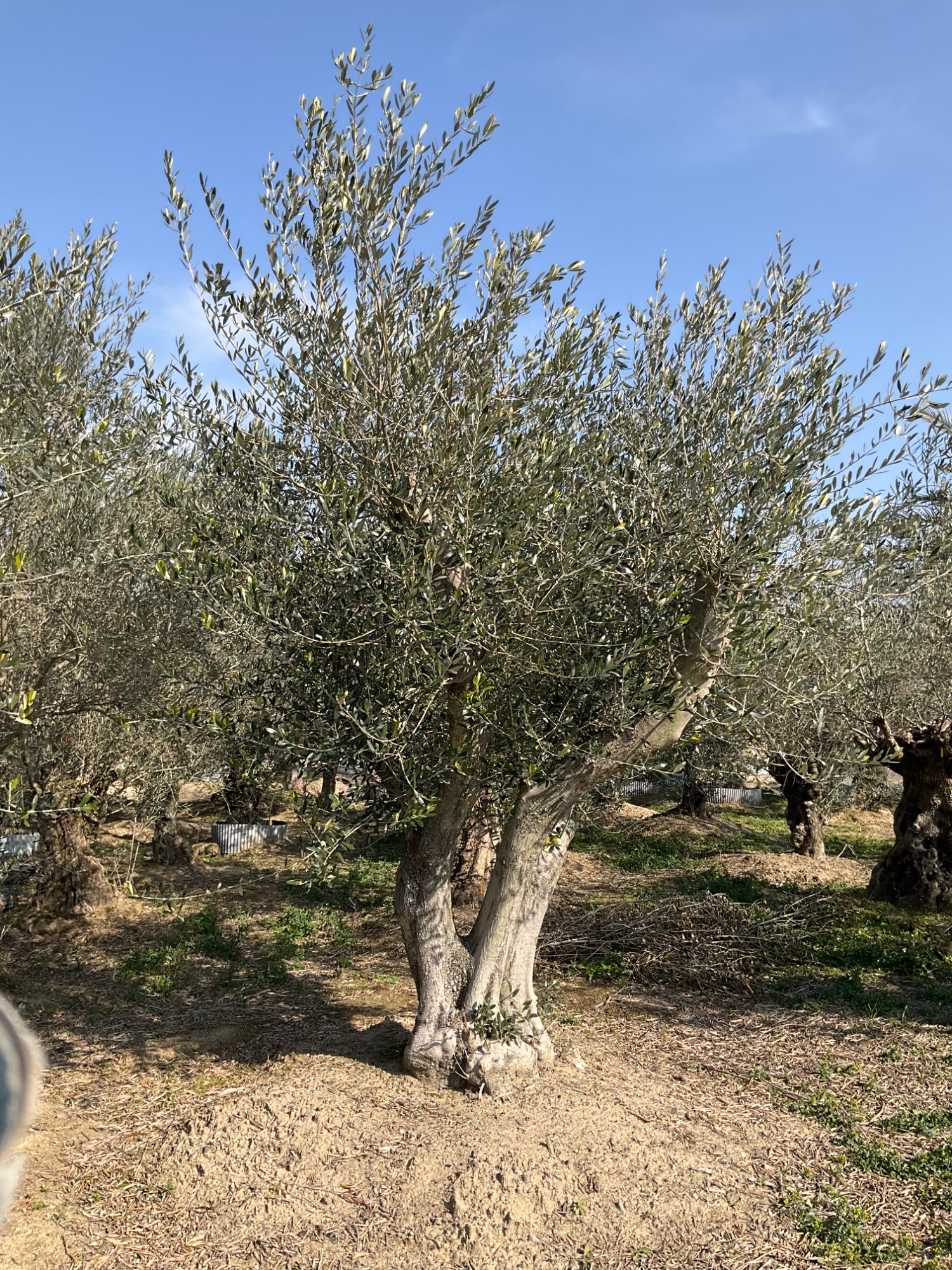 小豆島産古木オリーブ