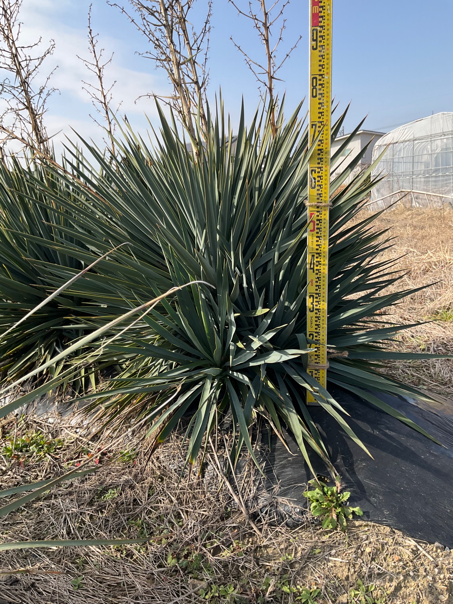 ユッカブルーセンチュリー