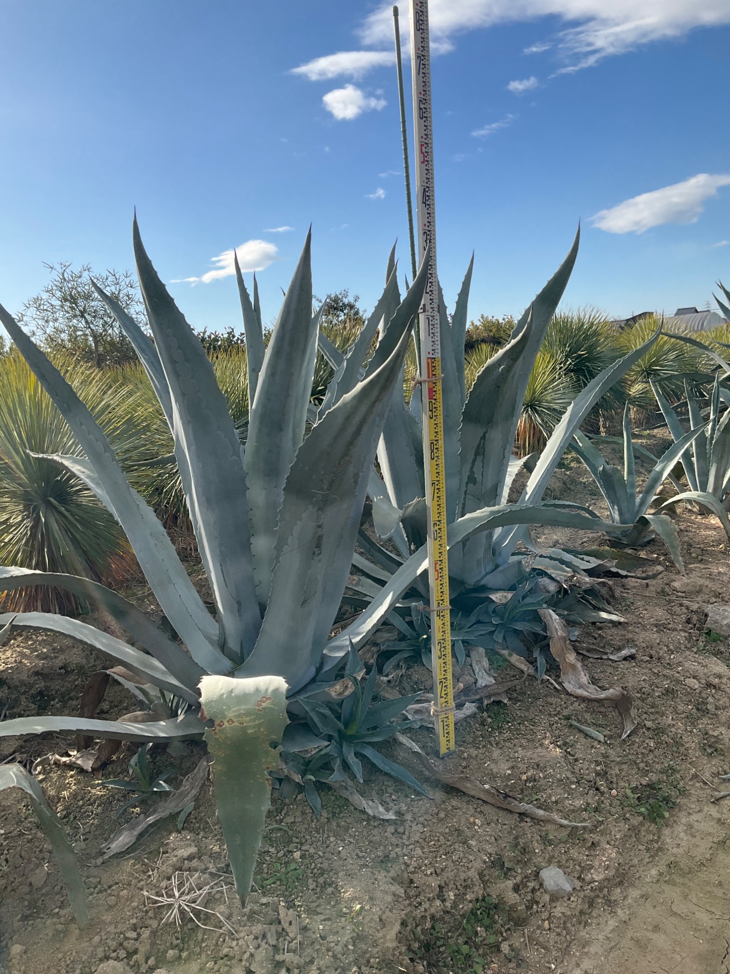 アガベアメリカーナ