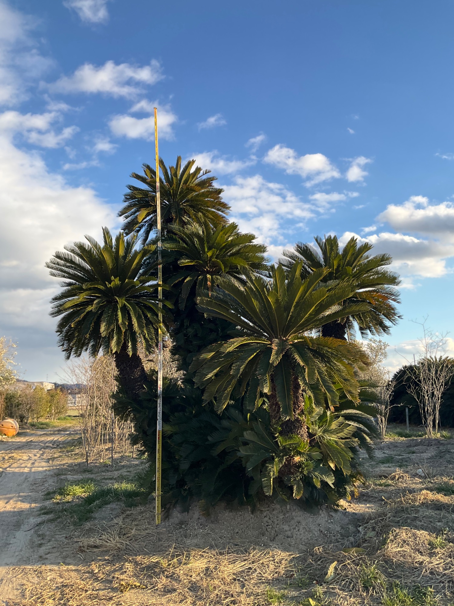 ソテツ蘇鉄特大株