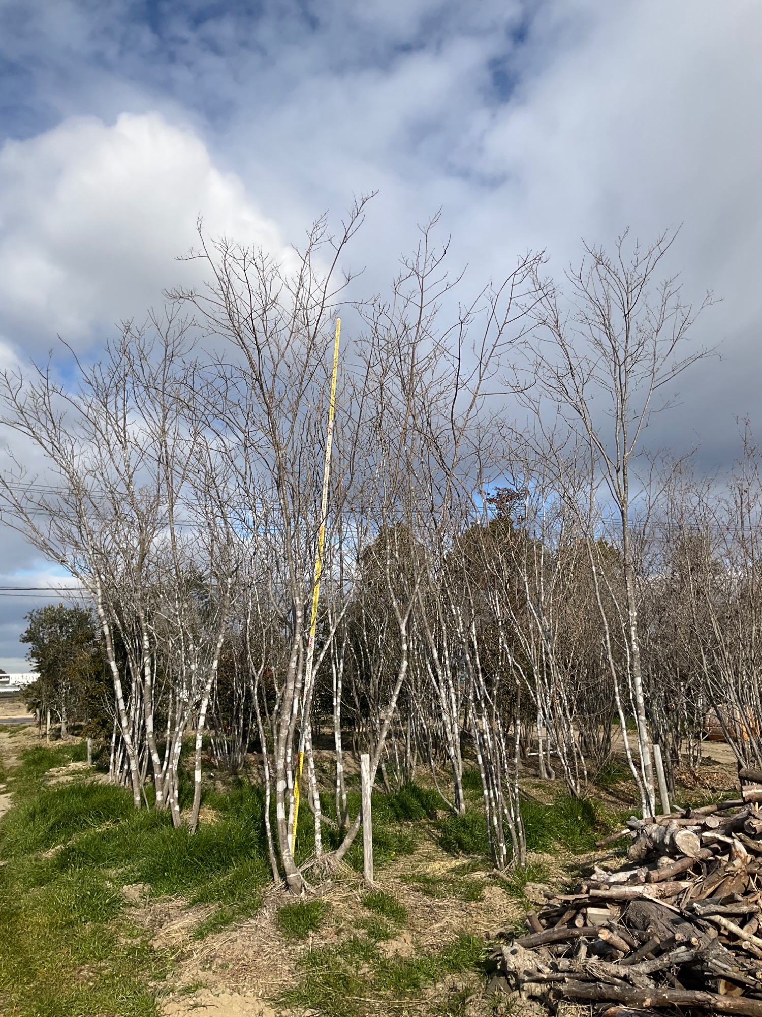 アオダモ株立ち