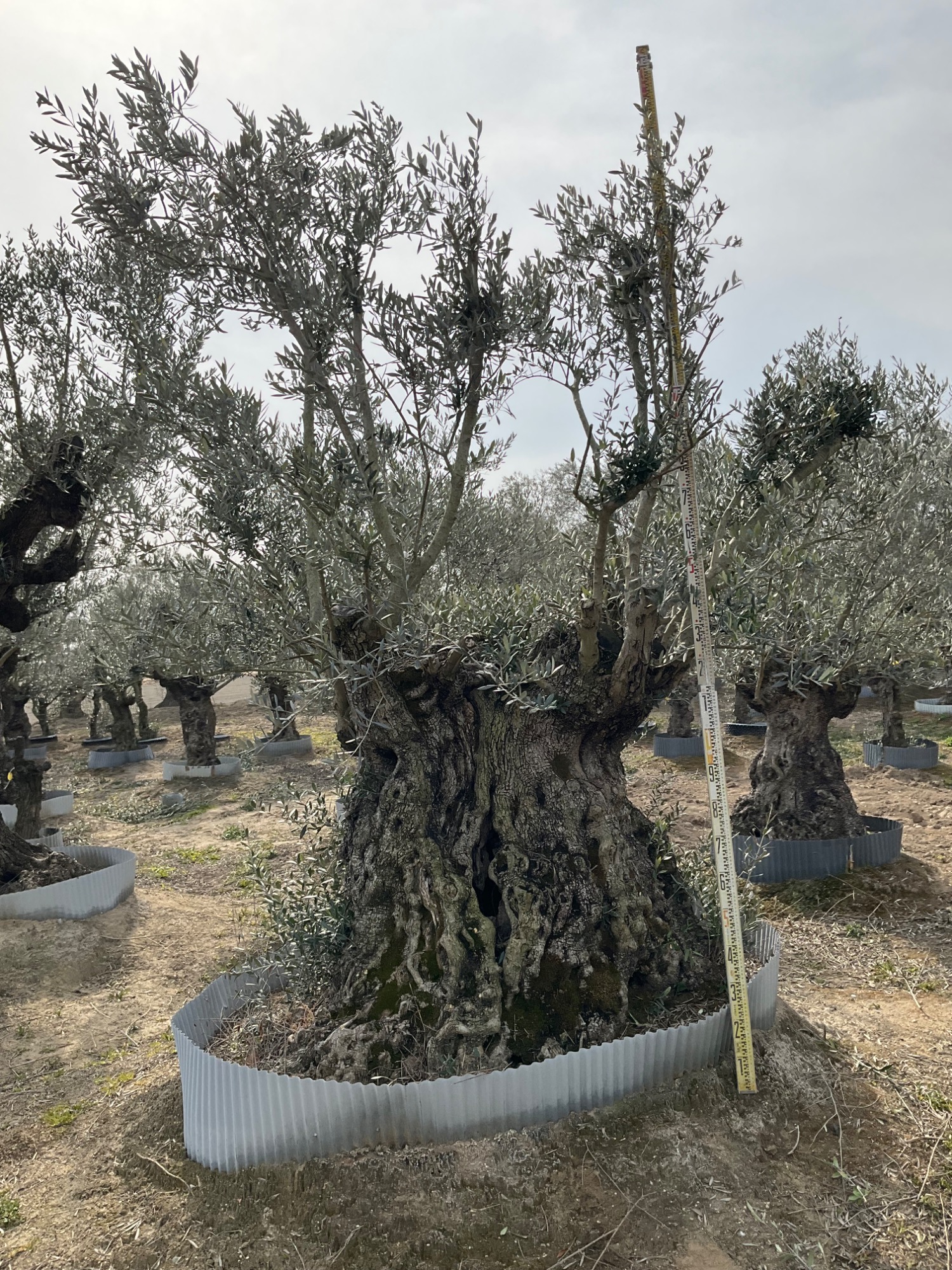 樽型古木オリーブ