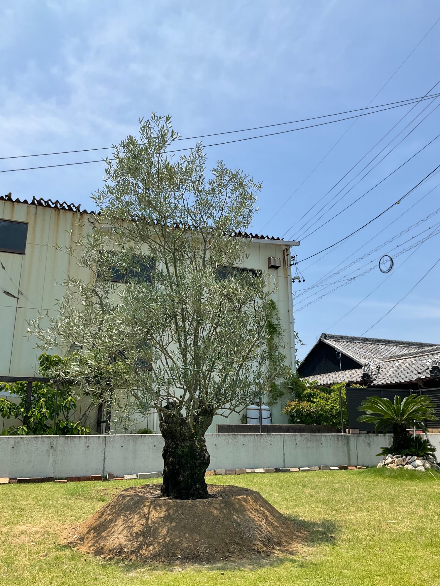 古木オリーブ植栽工事