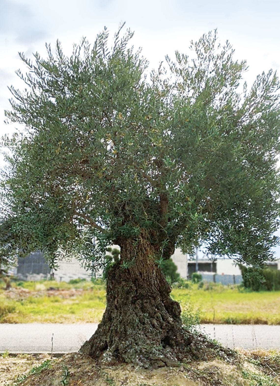古木オリーブ 樹齢500年 樹高4m 枝幅3m