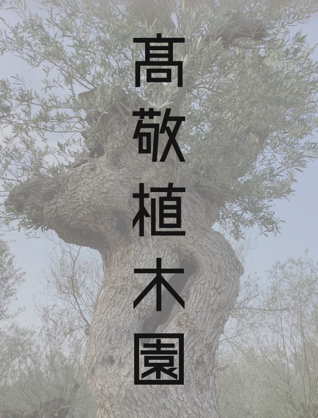 ユッカファクソニアータ