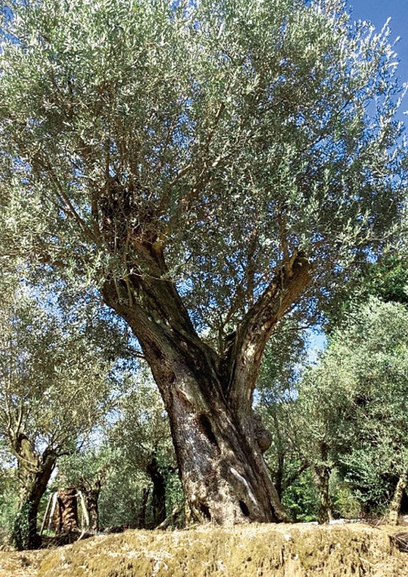樹齢約1000年のオリーブ