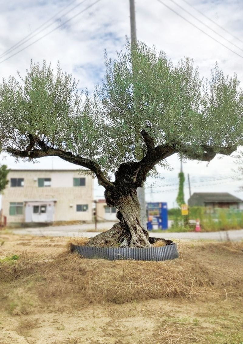樹齢300年のオリーブ