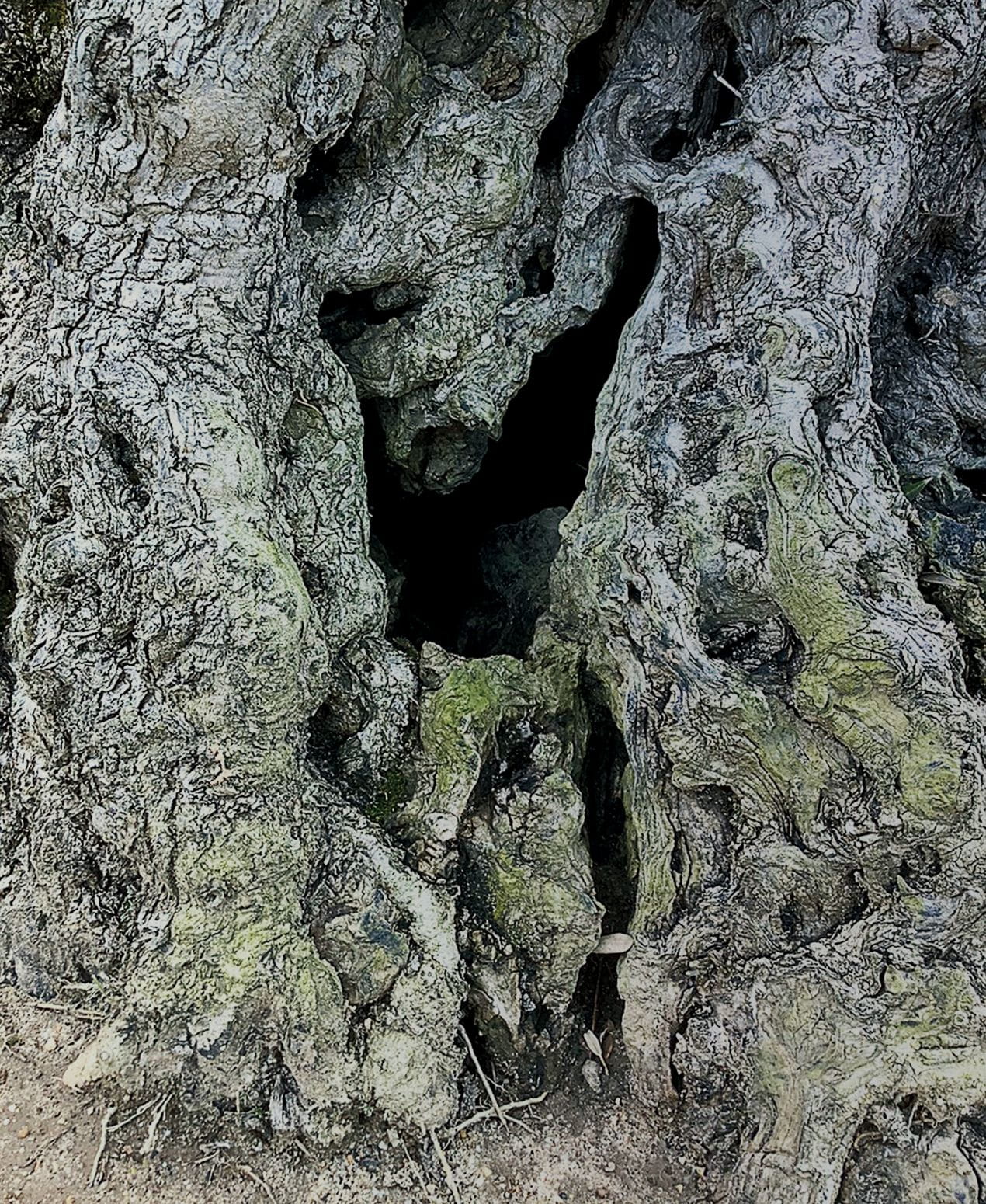 古木のオリーブのイメージ画像
